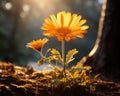 two orange flowers in the sun with a tree in the background Royalty Free Stock Photo