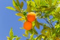 Two orange fruit on the tree.