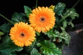 Orange gebera african daisy on black background Royalty Free Stock Photo