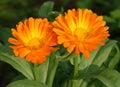 Two Orange gerbera daisy Royalty Free Stock Photo