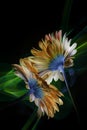 Two orange gerberas and improvisation by green light on a black background