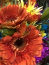 Two orange gerberas in a bright bouquet Royalty Free Stock Photo