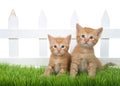 Two orange ginger kittens sitting in green grass in front of white picket fence isolated Royalty Free Stock Photo