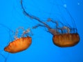 Two Orange jellyfishes in blue water Royalty Free Stock Photo