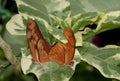 Two Orange Julia Butterflies aka Dryas iulia mating on Leaf in Indianapolis