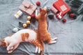 Two orange kittens on carpet in christmas holiday with decoration and ornament.