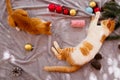 Two orange kittens on carpet in christmas holiday with decoration and ornament. Royalty Free Stock Photo