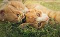 Two orange kittens playing together outdoors on the grass. Funny and playful ginger cats fighting games, biting and hugging Royalty Free Stock Photo