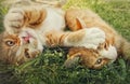 Two orange kittens playing together outdoors on the grass. Funny and playful ginger cats fighting games, biting and hugging Royalty Free Stock Photo