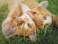 Two orange kittens playing together outdoors on the grass. Funny and playful ginger cats fighting games, biting and hugging Royalty Free Stock Photo