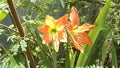 Two orange lilies or amaryllis in full bloom on the tree in the garden