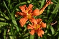 Two Orange Lillies Blooming in Natural Garden Environment Royalty Free Stock Photo