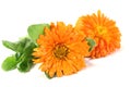 Two orange Marigold Royalty Free Stock Photo