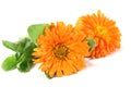 Two orange Marigold