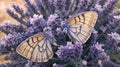 Two orange monarch butterflies on lavender flower.