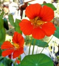 Two Orange Nasturtiums, Tropaeolum majus Royalty Free Stock Photo