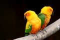 Two Orange Parrots on Black Background