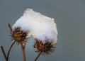 Two orange prickly fruits of burdock Arctium with snow on the top are on a gray background