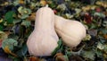 Two orange pumpkins on a background of colored leaves. Sunbeam on vegetables. Fresh vegetables from the farmer`s bed.