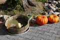 Two orange Pumpkins