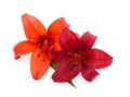 Two orange and red lilies Royalty Free Stock Photo
