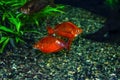 Two orange Red rainbowfish on the background of pebbles at the bottom of the aquarium