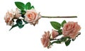 Two orange rose flowers bouquet on white background, nature, object, love, valentine, vintage