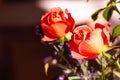 Two orange rose, in full bloom, in a sunny, french garden