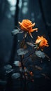 two orange roses in the rain on a dark background Royalty Free Stock Photo