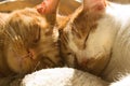 Two orange tabby cats sleeping with their heads together