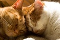 Two orange tabby cats sleeping with their heads together