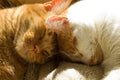 Two orange tabby cats sleeping with their heads together