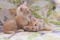Two Orange tabby kittens laying on a quilt