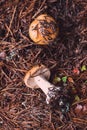 Two orange webcap, Cortinarius mucosus mushrooms