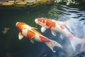 Two Orange and White Koi Fish Swimming in a Pond Royalty Free Stock Photo
