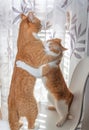 Two blond and white tabby cats Royalty Free Stock Photo