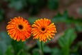 Two orange-yellow gerbera flower on green nature background Royalty Free Stock Photo