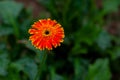 Two orange-yellow gerbera flower on green nature background Royalty Free Stock Photo
