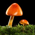 Two Orange And Yellow Mushrooms On Wet And Humid Green Mossy Forest Floor. Isolated On Black