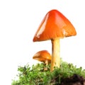 Two Orange And Yellow Mushrooms On Wet And Humid Green Mossy Forest Floor. Isolated On White