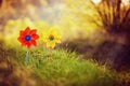 Two orange and yellow pinwheels against nature background in sunny summer day Royalty Free Stock Photo