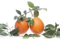 Two oranges Royalty Free Stock Photo