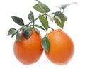 Two oranges Royalty Free Stock Photo