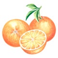 Two oranges with half slice in watercolor. Whole ripe, juicy, citrus isolated. Hand drawn illustration of healthy eating