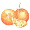 Two oranges with slice in watercolor. Whole ripe, juicy, oranges isolated. Hand drawn illustration of healthy eating