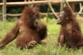 Two orangutan children are eating fruit on the grass with a blur background Royalty Free Stock Photo