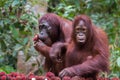 Two orangutan with happy to dine of rambutan (Kumai, Indonesia) Royalty Free Stock Photo