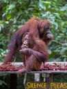 Two orangutan sitting on a wooden platform and eat rambutan on a Royalty Free Stock Photo