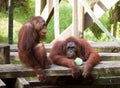 Two orangutans