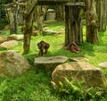 Two orangutans lie Royalty Free Stock Photo